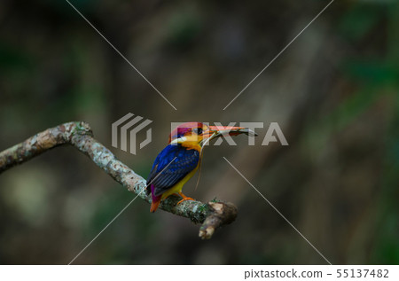 Black backed Kingfisher or Oriental Dwarf 55137482