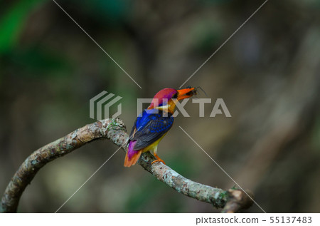 Black backed Kingfisher or Oriental Dwarf Black backed Kingfisher or Oriental Dwarf 55137483
