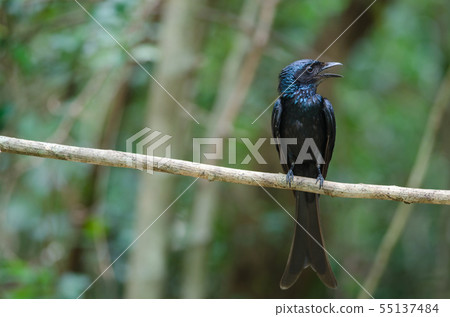 Bronze Drongo bird (Dicrurus aeneus) Bronze Drongo bird (Dicrurus aeneus) 55137484