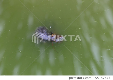 Adults of jumbo snail 55137677