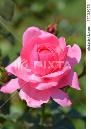 Floribunda rose 55138076