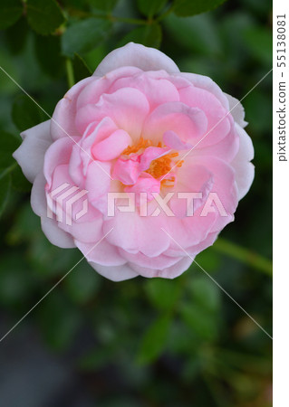 Bonica Rose Bonica Rose 55138081