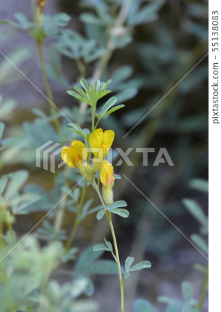 Austrian clustered broom 55138083