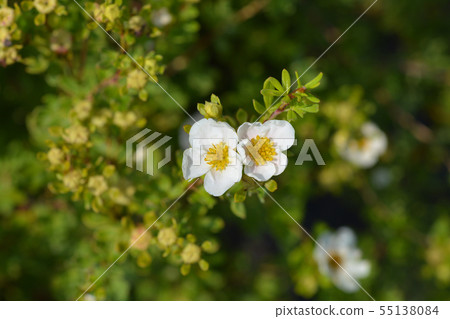 Shrubby Cinquefoil 55138084