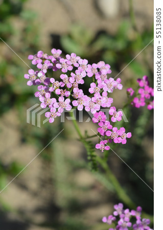 Pink Yarrow Pink Yarrow 55138085