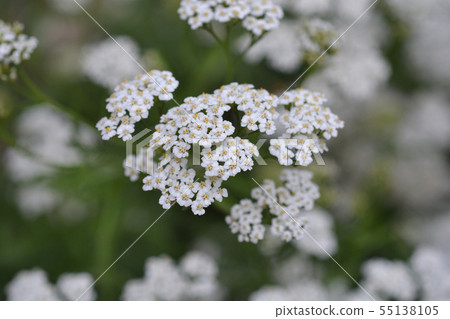 Mountain Yarrow Mountain Yarrow 55138105