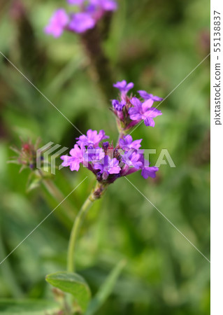 Tall vervain 55138837