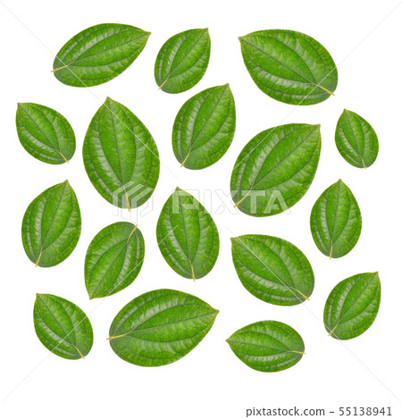 pepper leaf on white background pepper leaf on white background 55138941