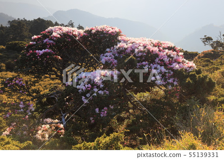 Rhododendron on Hehuan Mountain 55139331