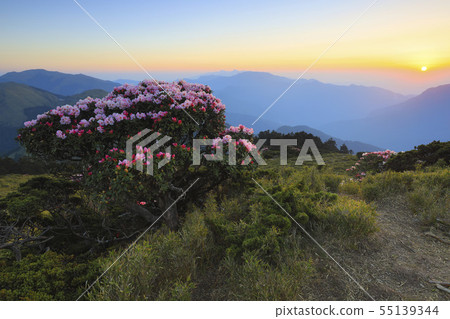 Rhododendron on Hehuan Mountain Rhododendron on Hehuan Mountain 55139344