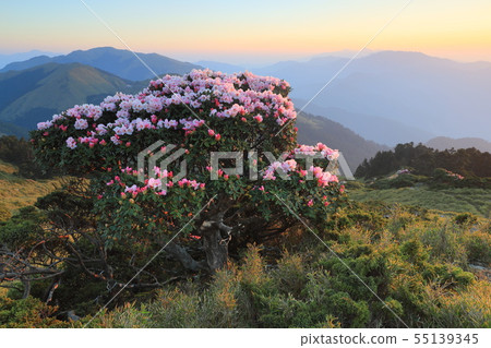 Rhododendron on Hehuan Mountain 55139345