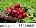 Organic fresh bunch of radish 55139660