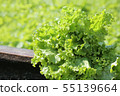 Organic fresh bunch of lettuce on wooden table 55139664