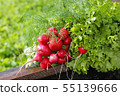 Bunch of radishes, dill and lettuce 55139666