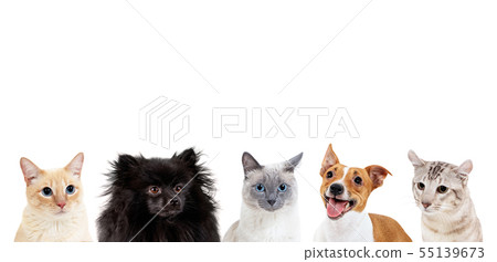 Collage of domestic animals with copy space over heads. 55139673