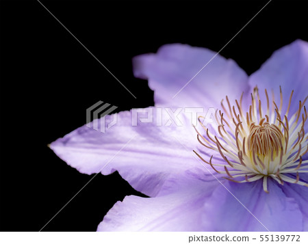 Light purple clematis 55139772