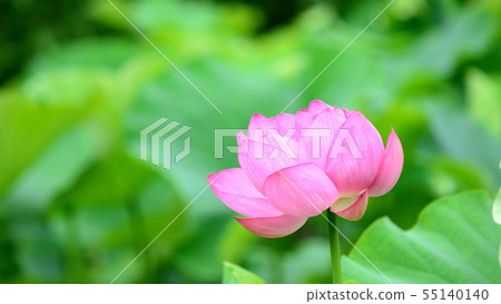 蓮花 55140140