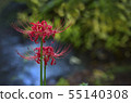 Licorice flower, in Japanese Higanbana 55140308