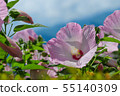 Hibiscus syriacus flower in a summer sunny day 55140309