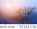 Lonely tree in mountains with sunlight  55141138
