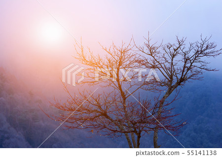 Lonely tree in mountains with sunlight  55141138