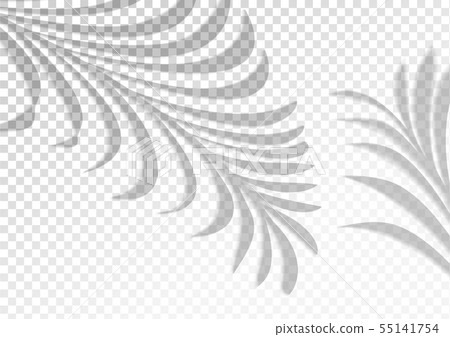 Two transparent shadows from palm leaves Two transparent shadows from palm leaves 55141754