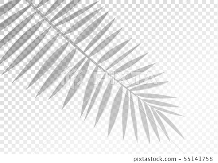 The transparent shadow overlay effect. Tropic leaf 55141758