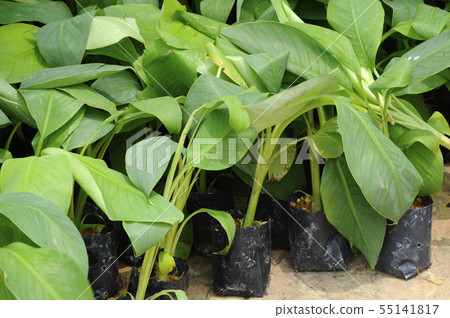 Banana tree seedlings planted in black plastic bag 55141817