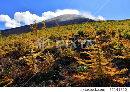 Larch forest and peak of the autumn leaves near Mt. Fuji 5th branch Nakado garden 55141830