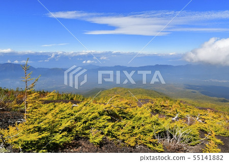 色的葉子落葉松屬森林在富士山第5場比賽Nakado庭院附近 色的葉子落葉松屬森林在富士山第5場比賽Nakado庭院附近 55141882