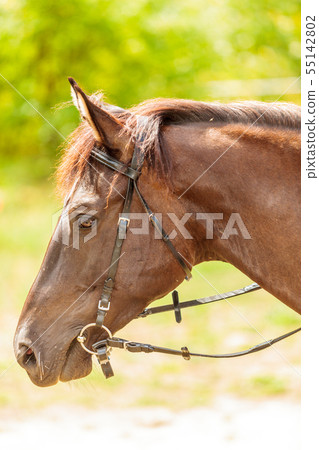 Brown wild horse on meadow idyllic field Brown wild horse on meadow idyllic field 55142802