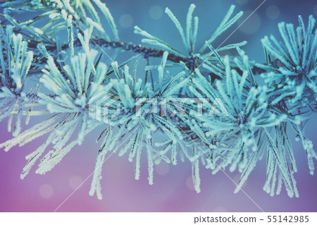 Pine branches covered with hoarfrost 55142985