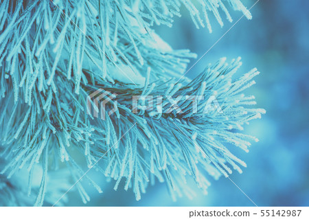 Pine branches covered with hoarfrost Pine branches covered with hoarfrost 55142987