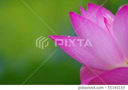 蓮花在一個下雨天 55143133