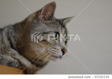 貓看 貓看 55143135