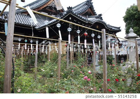 Oshusa Kannon 55143258