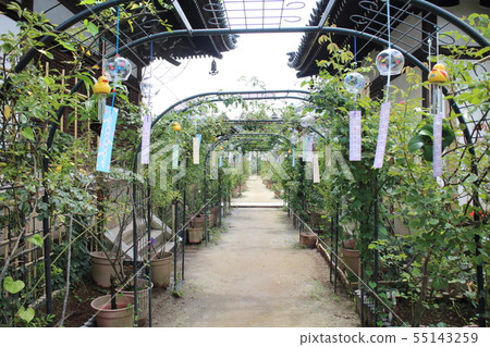 Oshusa Kannon 55143259