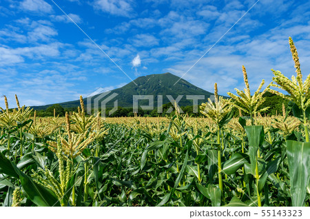 [Hirosaki City, Aomori Prefecture] At the foot of Mt. Iwaki, a corn flower called Mt. 55143323