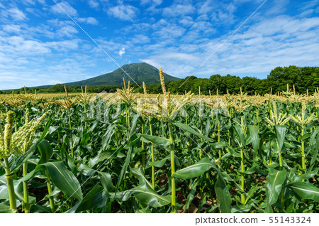 [青森縣弘前市]在磐城山腳下的一朵矢車菊 55143324