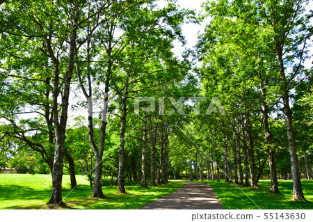 Fresh green avenue 55143630