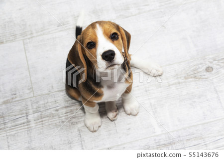 little cute tricolor Beagle puppy, sad look. 55143676