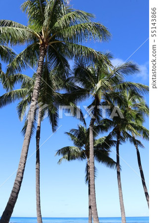 Hawaii Waikiki Beach Hawaii Waikiki Beach 55143866