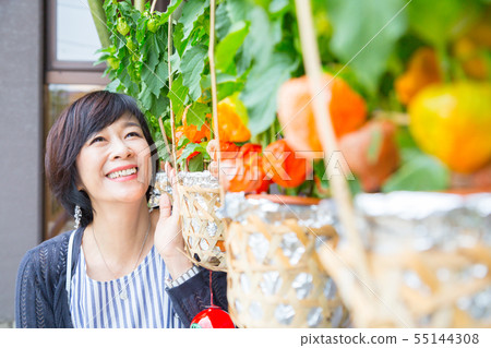 Hawasaki and middle lady who entered the wind bell bamboo basket. Hozuki Hoozuki early summer image 55144308