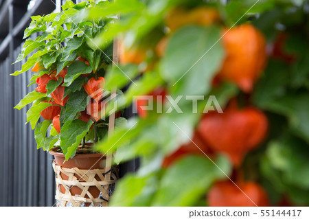 我帶著一個帶風鈴的竹筷子 我帶著一個帶風鈴的竹筷子 55144417