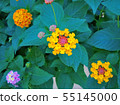 羅馬路邊的花朵 55145000