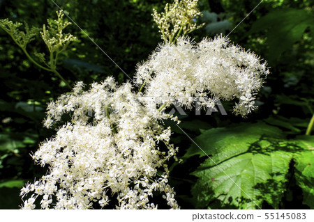 Garlic flowers Garlic flowers 55145083
