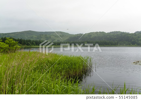 Otatomari swamp in the rain Otatomari swamp in the rain 55145085