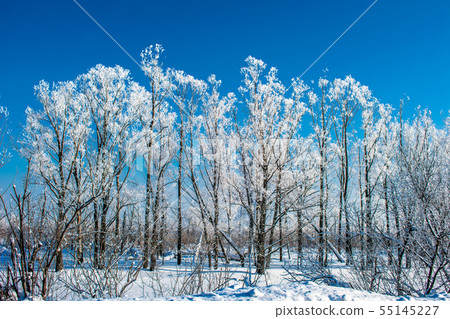 winter landscape in Siberia winter landscape in Siberia 55145227