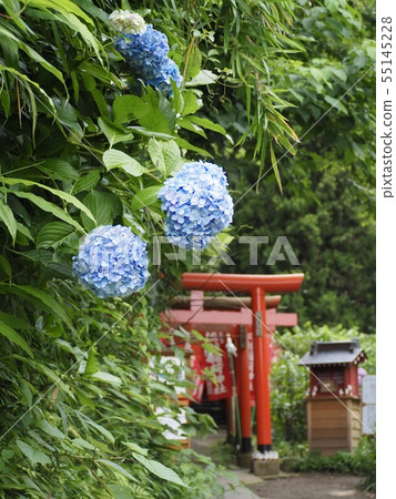Kamakura / Sasuke Inari shrine Kamakura / Sasuke Inari shrine 55145228