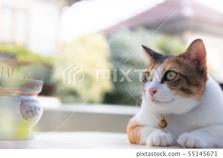 Thai cat playing on the field on blurred tree Thai cat playing on the field on blurred tree 55145671